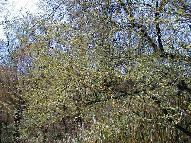 �J�c���M�O�~�̖�