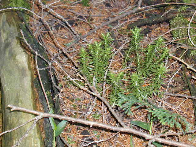 �z�\�o�g�E�Q�V�o