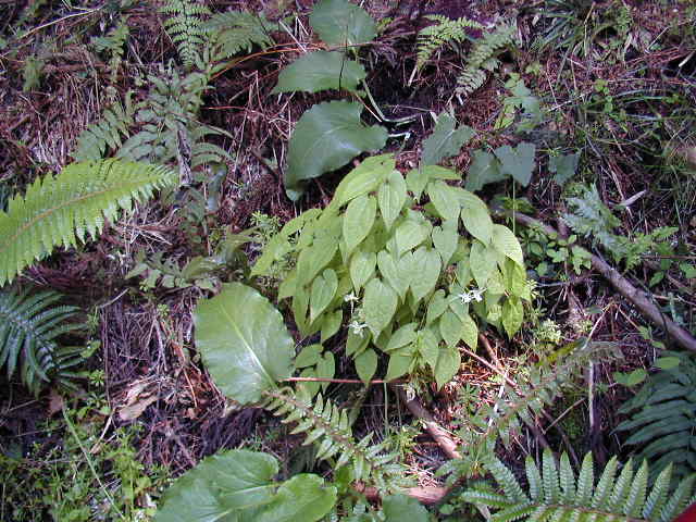 �C�J���\�E