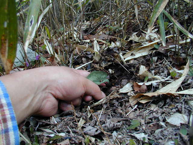 �~���R�A�I�C�P