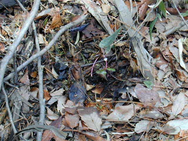 �~���R�A�I�C�Q