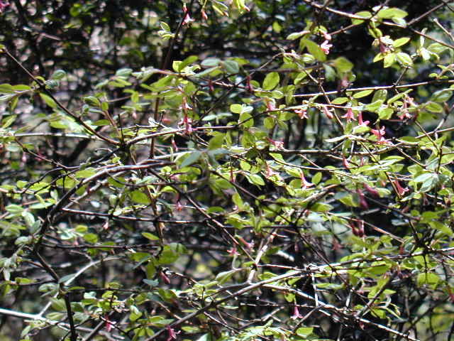 �E�O�C�X�J�Y��