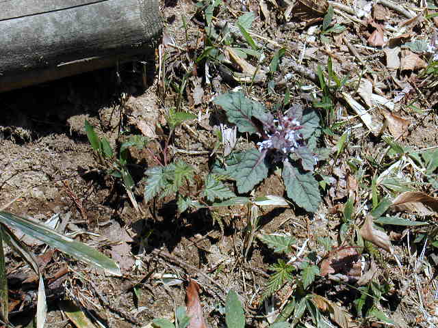 �W���E�j�q�g�G